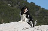 CAVALIER KING CHARLES 557